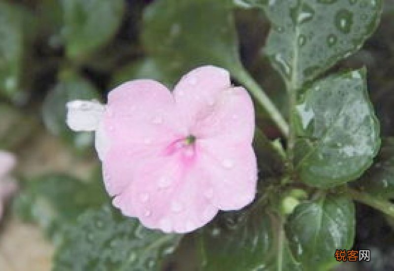 凤仙花烂根怎么挽救