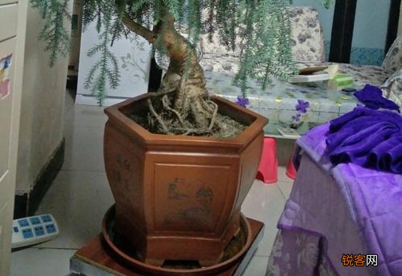 澳洲杉盆景适合摆放在家中什么位置