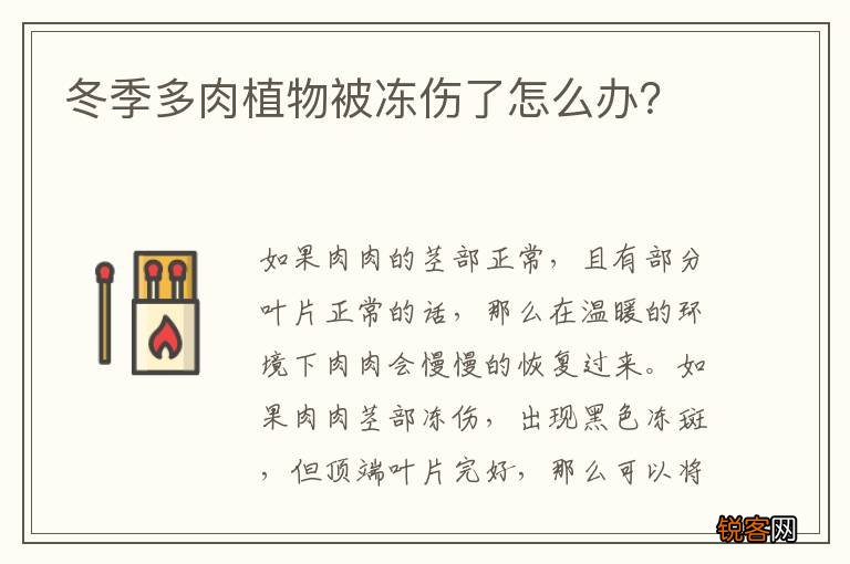 冬季多肉植物被冻伤了怎么办？