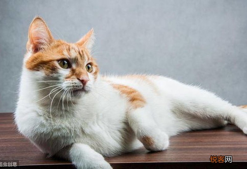 公猫闹猫的表现没食欲