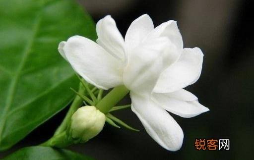 花盆里有虫蚁怎么办？，花盆里有蚂蚁和虫子怎么办