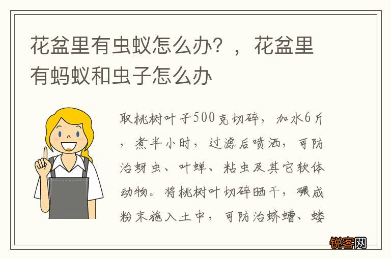 花盆里有虫蚁怎么办？，花盆里有蚂蚁和虫子怎么办
