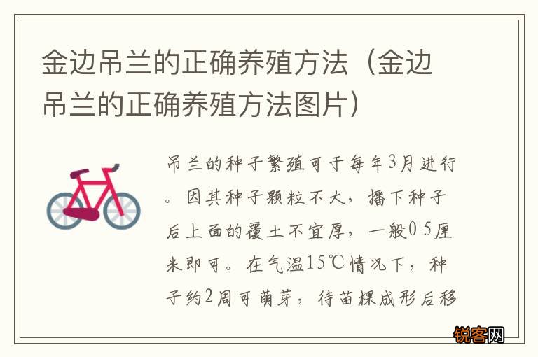 金边吊兰的正确养殖方法图片 金边吊兰的正确养殖方法