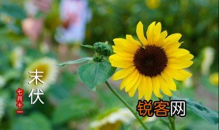 伏法中伏的意思 伏法中伏意思