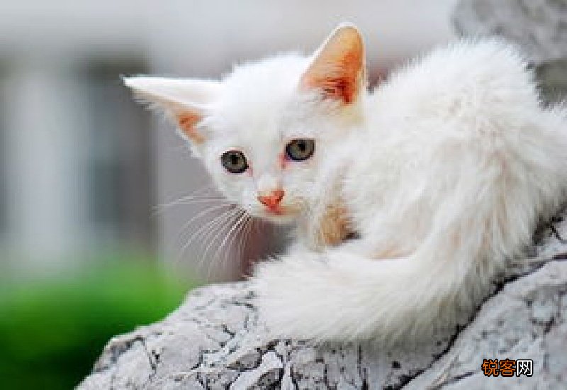 猫肠胃炎要禁食多久