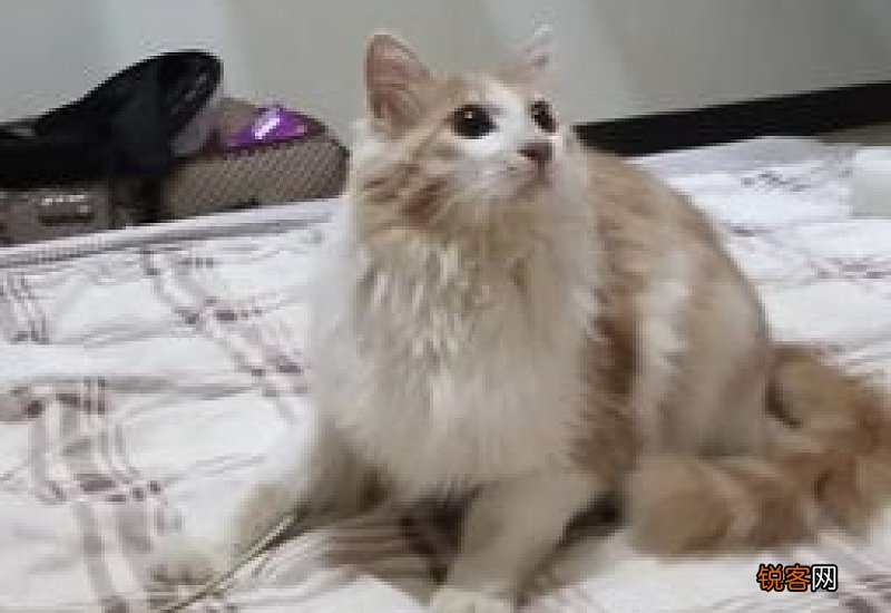 猫肚子不长毛