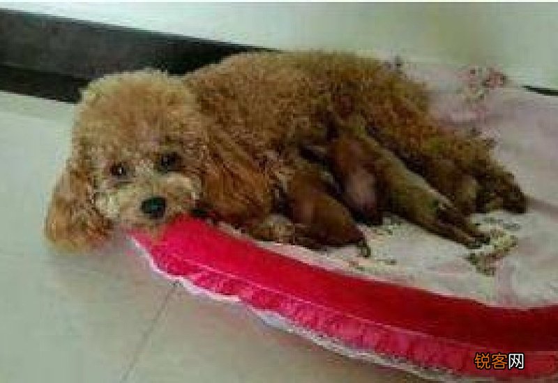 土狗幼犬怎么分辨公母图解