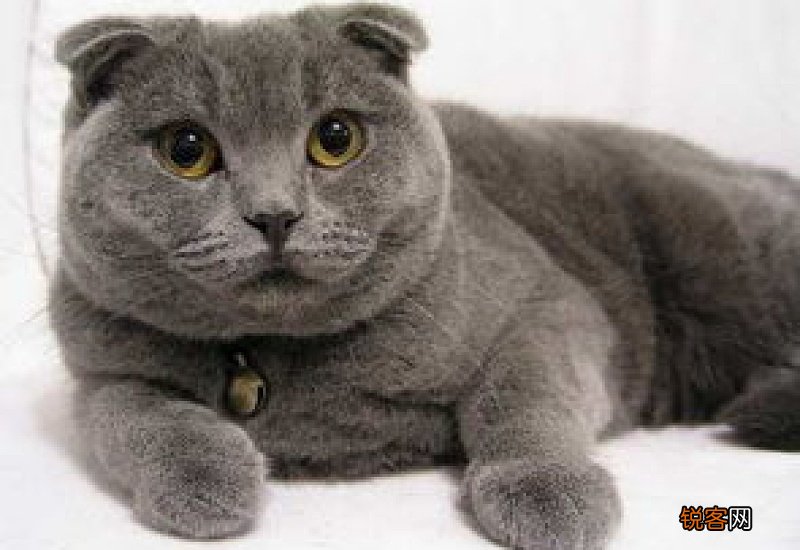 英短蓝猫要不要修毛