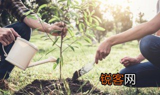关于树的资料 关于树的介绍