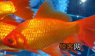 关于金鱼的资料 金鱼的简介