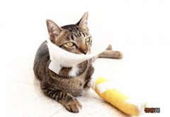 猫咪剖腹产伤口多久愈合