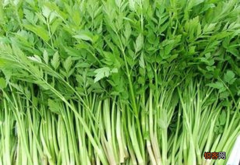 生芹菜能吃吗？生芹菜的功效与作用