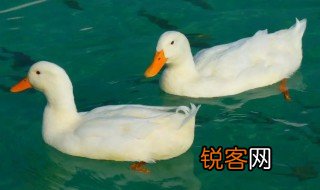关于鸭子的资料 鸭子的介绍