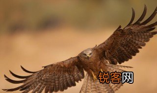 关于鹰的资料 鹰的资料分享