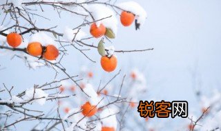 软柿子是什么意思 软柿子的解释