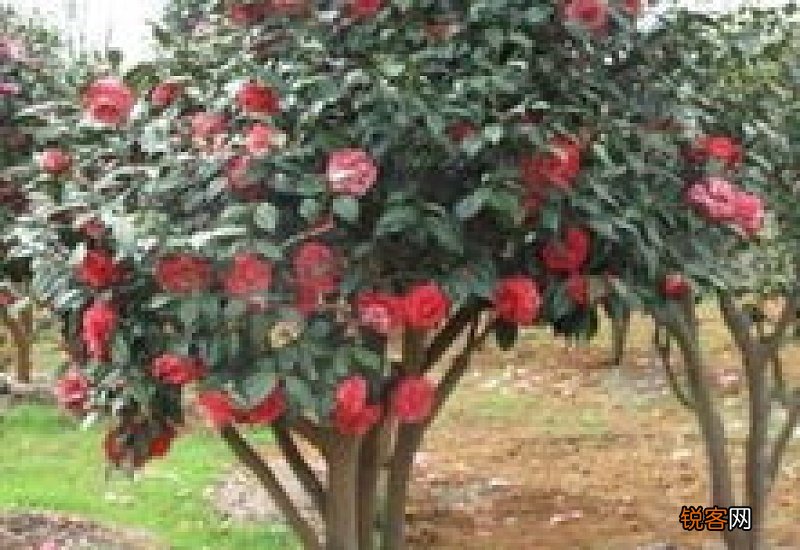 茶花移栽季节