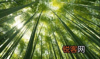 关于竹子的格言 关于竹子的格言有哪些