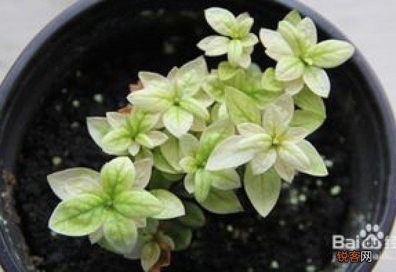 植物缺铁怎么办