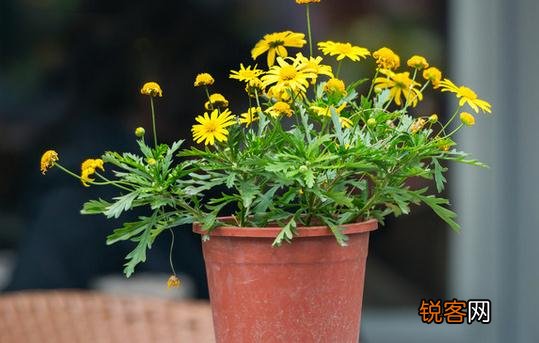 基质栽培定植后如何管理？，基质栽培定植后如何管理土地