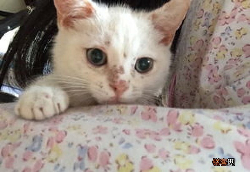 猫长猫藓了怎么办