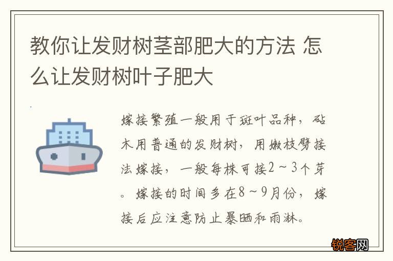 教你让发财树茎部肥大的方法 怎么让发财树叶子肥大