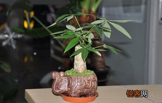 教你让发财树茎部肥大的方法 怎么让发财树叶子肥大