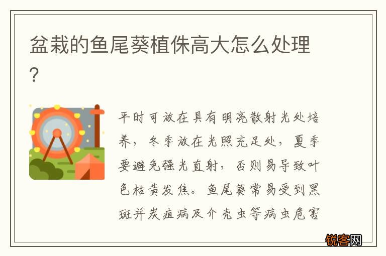 盆栽的鱼尾葵植侏高大怎么处理？