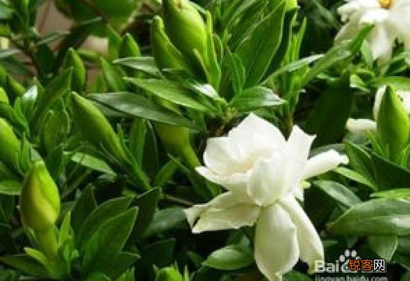 栀子花剪光杆怎么养护