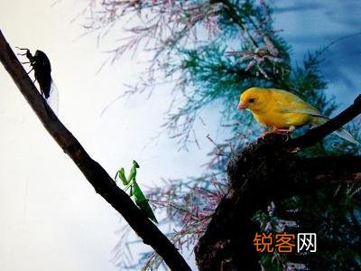 螳螂捕蝉黄雀在后的寓言故事 螳螂捕蝉黄雀在后是什么意思