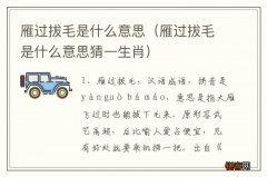 雁过拔毛是什么意思猜一生肖 雁过拔毛是什么意思