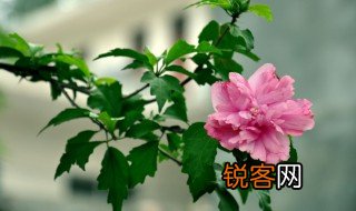木槿是什么意思 木槿简单介绍