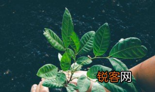 一叶障目不见泰山是什么意思 一叶障目不见泰山本意是什么