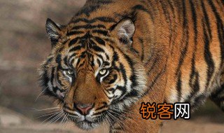 猛虎归山蛟龙入海是什么意思 猛虎归山蛟龙入海解释