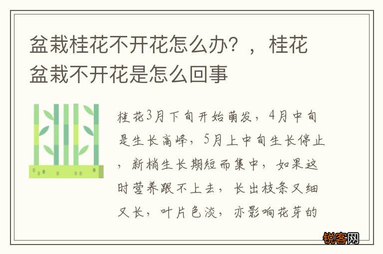 盆栽桂花不开花怎么办？，桂花盆栽不开花是怎么回事