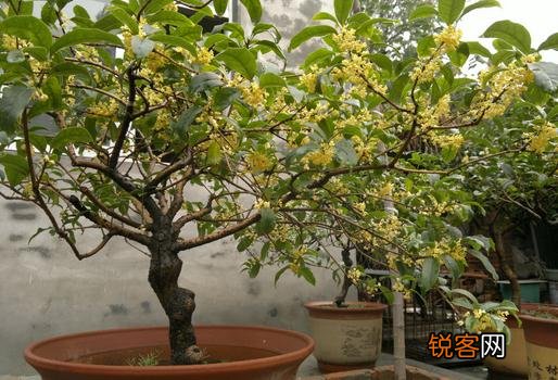 盆栽桂花不开花怎么办？，桂花盆栽不开花是怎么回事