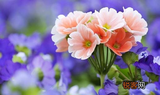 盆栽天竺葵不开花的解决办法图片 盆栽天竺葵不开花的解决办法