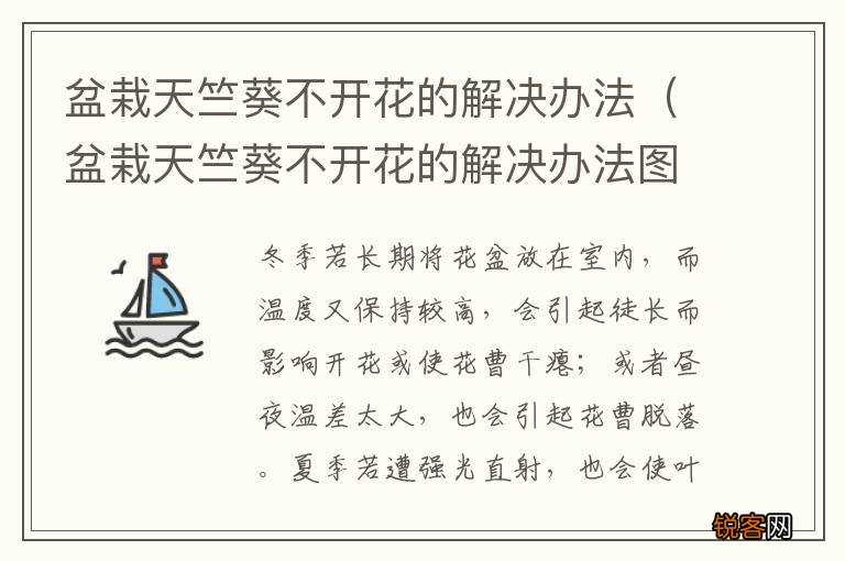 盆栽天竺葵不开花的解决办法图片 盆栽天竺葵不开花的解决办法