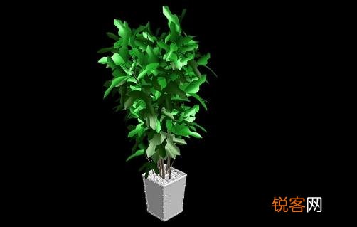 室内观叶植物的常见问题诊治，室内观叶植物功能