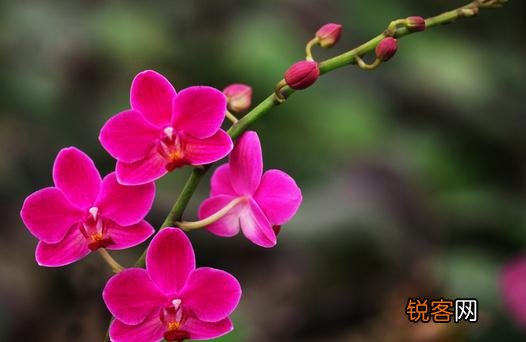 花卉缺素症是什么原因？ 花卉缺素的症状