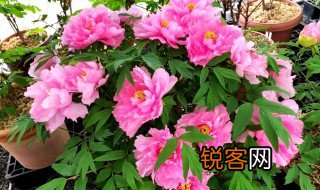 艳压群芳的意思 艳压群芳的意思是什么