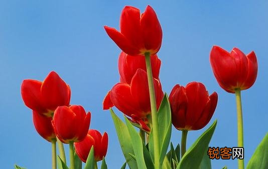 在室内用花卉装饰的布局方法 室内花卉装饰形式