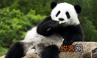 向外国人介绍大熊猫 向外国人介绍中国大熊猫