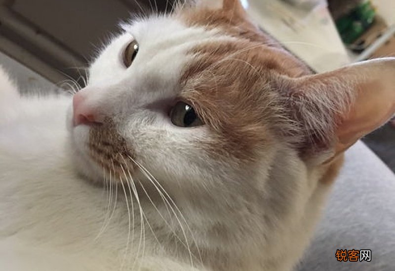 在家怎样给猫咪洗澡