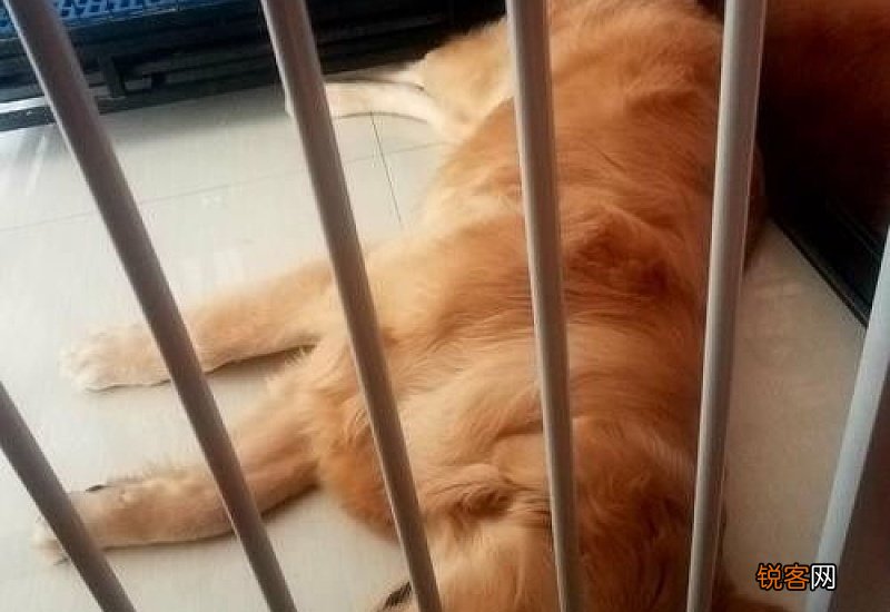 小狗拉肚子怎么办