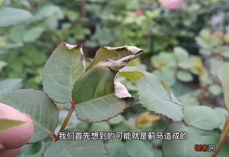 月季花新叶片卷曲枯萎