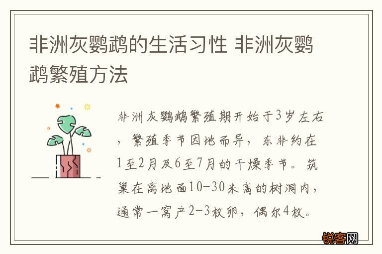 非洲灰鹦鹉的生活习性 非洲灰鹦鹉繁殖方法