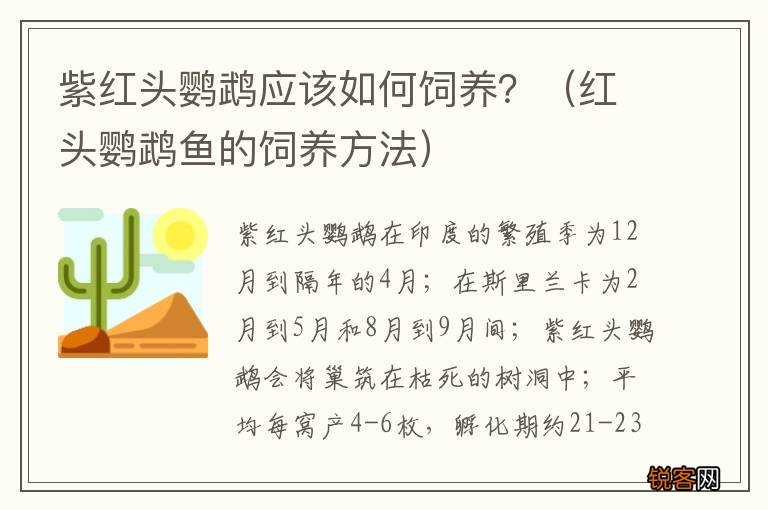 红头鹦鹉鱼的饲养方法 紫红头鹦鹉应该如何饲养？
