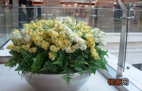 室内花卉什么最好养 什么花卉最适合在室内养？
