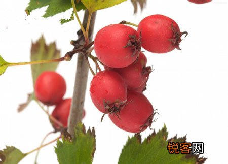 女人多吃6种养颜酸味食物