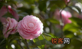 高岭之花什么意思 高岭之花的意思是